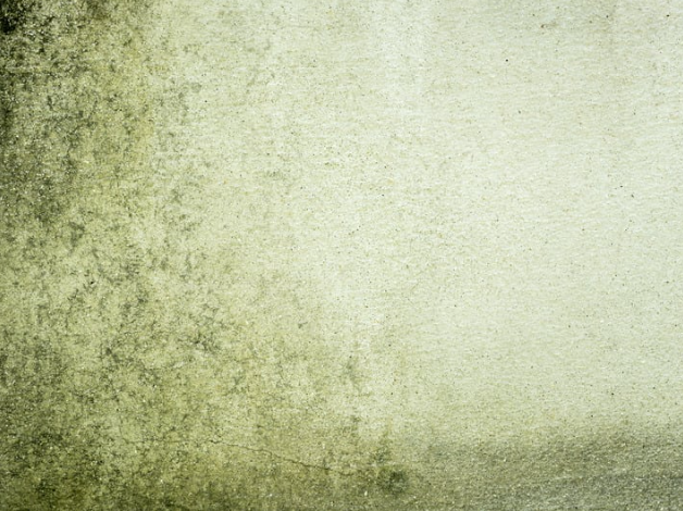 Algae on Walls 1